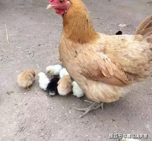 是非常具有攻击性,不知道多少人童年被母鸡追着来啄过!