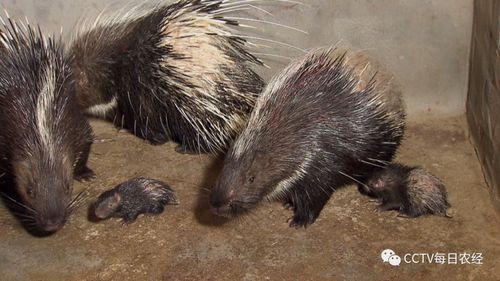 每日农经自带武器的豪猪很厉害