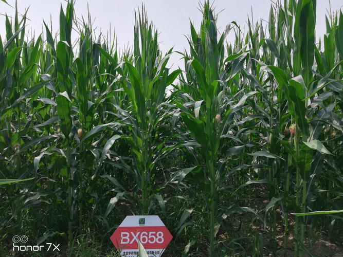 华农658,丰收就找它!