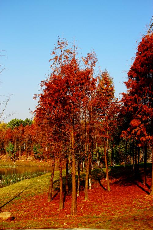 看了这么多年的绿巨人,才知道它说的是红杉树!