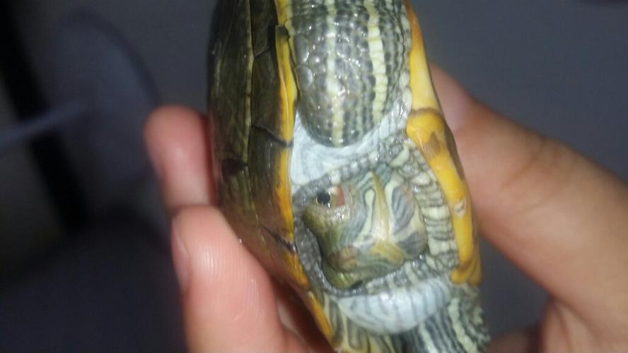 我的乌龟起皮是脱皮吗 他肚子壳的缝隙有白色像是溃烂的东西是正常还
