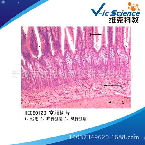 空肠切片 生物切片 组织学学 消化系统 显微镜玻片