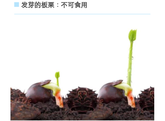 板栗,芋头,蒜等常见食物发芽了还能不能吃?一起来涨知识!