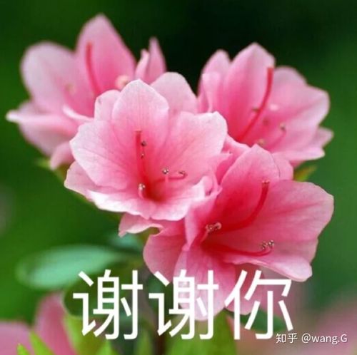 老年表情包荷花