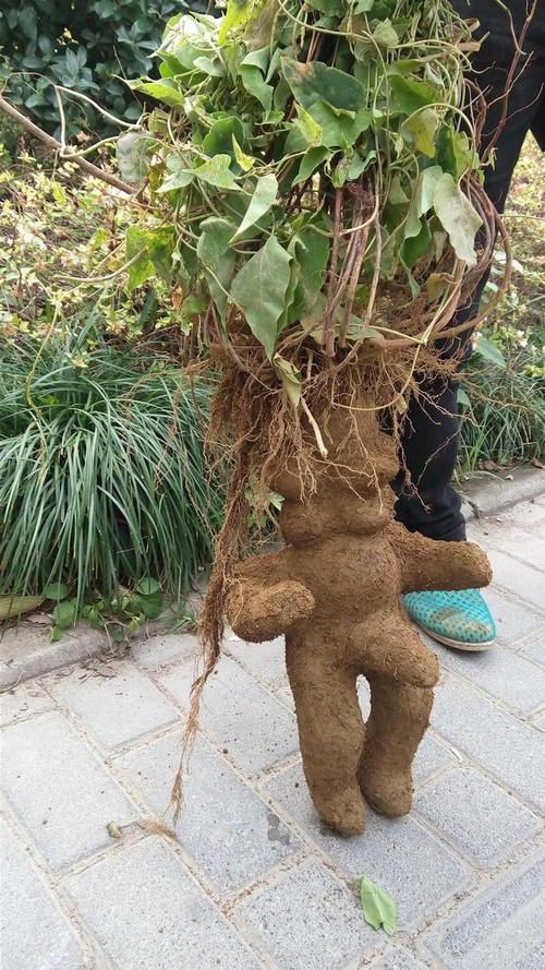 何首乌怎么养,有什么作用?送人寓意好