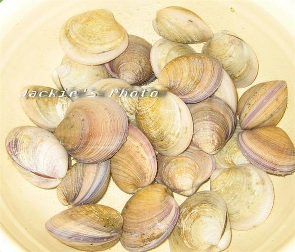 沙白是什么海鲜?