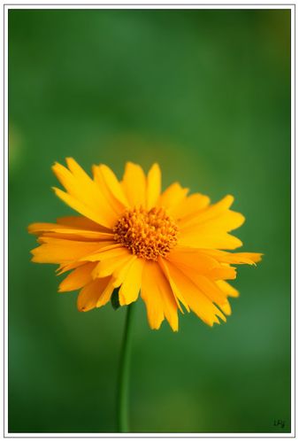 小黄花