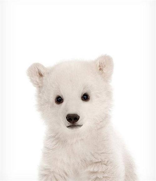 哺乳动物幼崽大头照除了企鹅