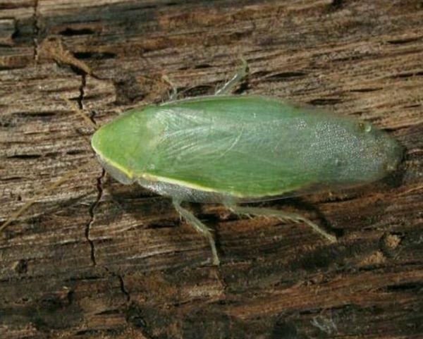 有啊,古巴蜚蠊,俗称绿香蕉,晶莹剔透的超可爱啊2333,国内可以买的到