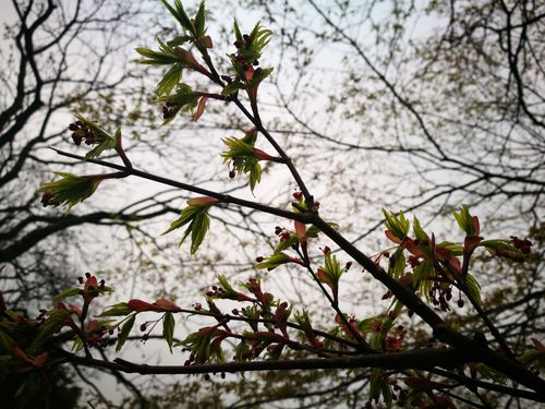 开始拍刚探出头的春天