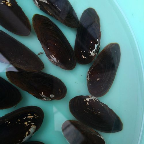 小河蚌活体鳑鲏鱼繁殖用河蚌冷水0到30度清洁翻砂除藻蚌观赏蚌