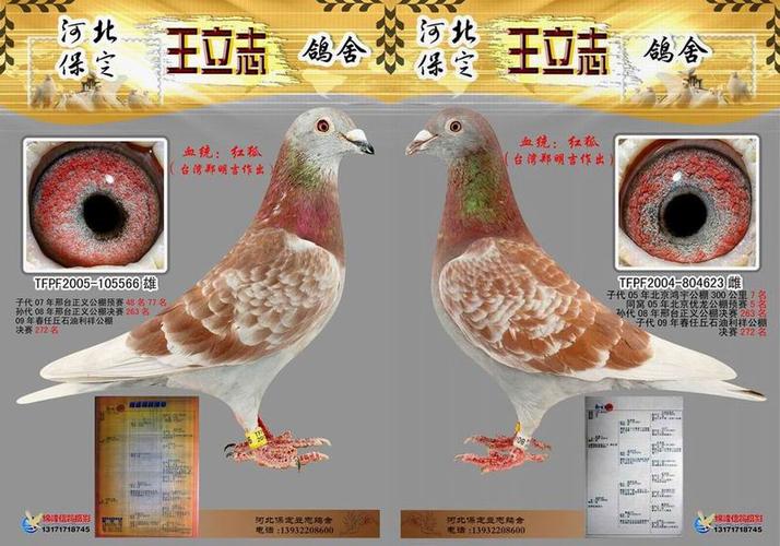 红狐 保证金级 拍卖