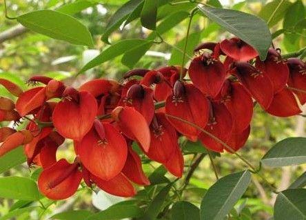 海桐皮的形态特征