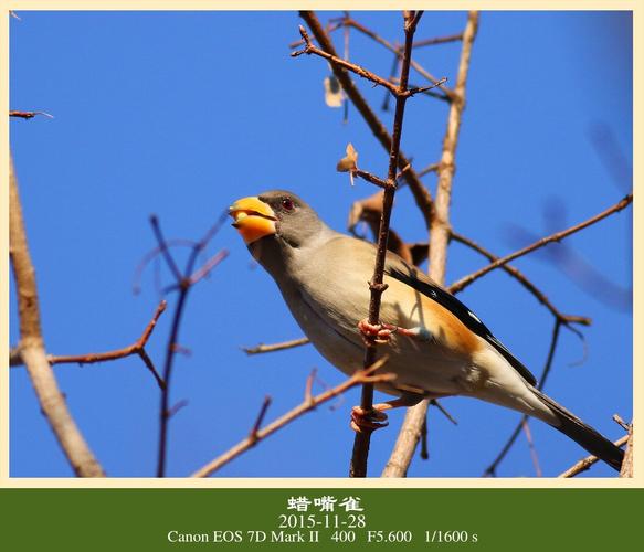 黑尾腊嘴,俗称铜嘴,灰儿