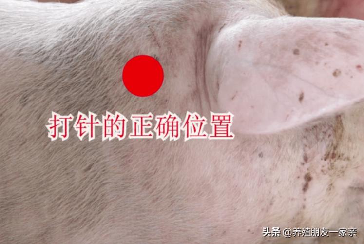 怎么给猪打针?这些细节一定要注意(附详细操作步骤)