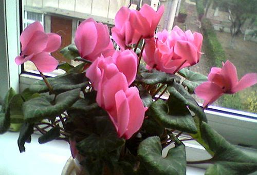 仙客来怎么养?仙客来的养殖方法