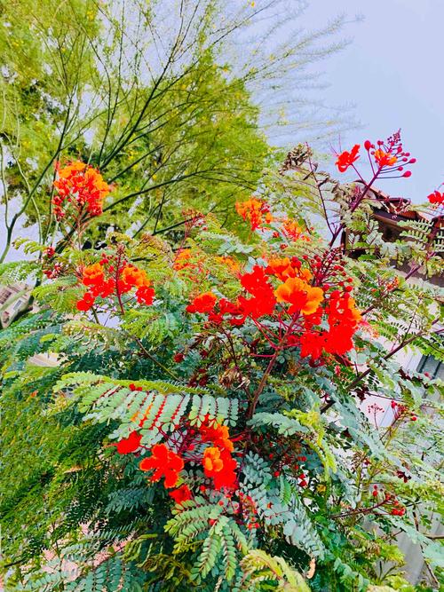 夏天迎来了金凤凰花