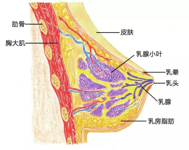 乳腺癌宣传日这些关于乳腺癌的知识你必须知道