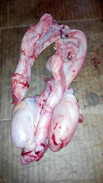 新鲜黄牛鞭黄牛牛鞭牛宝牛冲牛蛋泡酒牛鞭带睾丸牛外腰牛睾丸