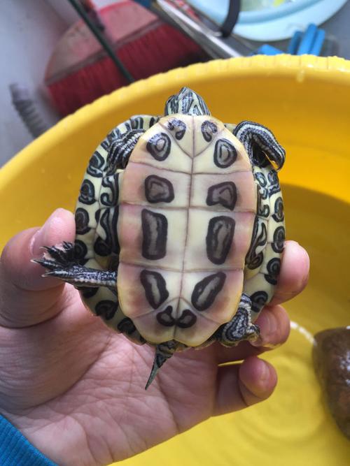 巴西龟腹部发红,是咋的?不会是病吧?不是软软的