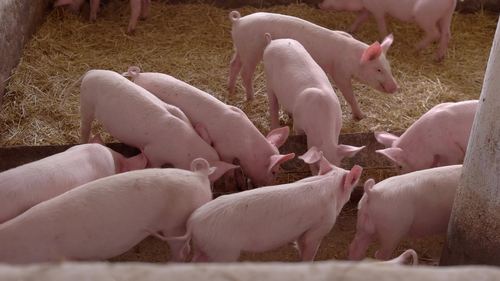 猪圈里的一群小猪05_4k