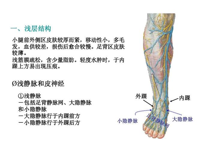 局部解剖学 第二次:小腿前外侧区,踝及足背ppt