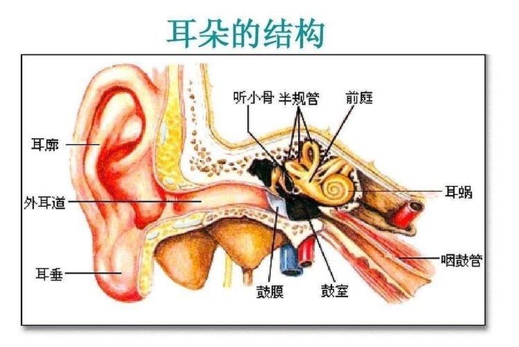 认识耳朵的结构
