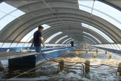 韶河生态水产养殖基地丰收在望预计产虾12万斤