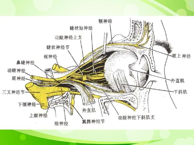 动眼神经麻痹常见病因ppt