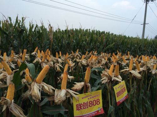 联创808---最火的玉米品种,没有之一!