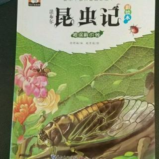 法布尔昆虫记之被误解的蝉3