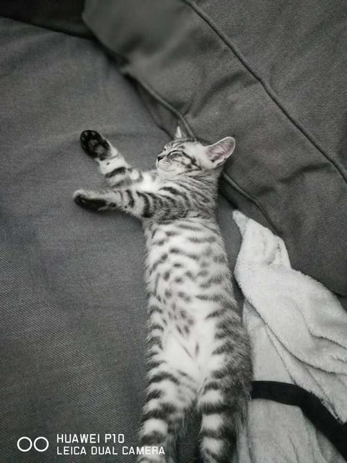 请问这是狸花猫还是美短串