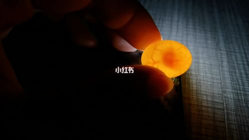 人工孵化鹦鹉第七天._鹦鹉_皮蛋_胎动_宠物_宠物其他