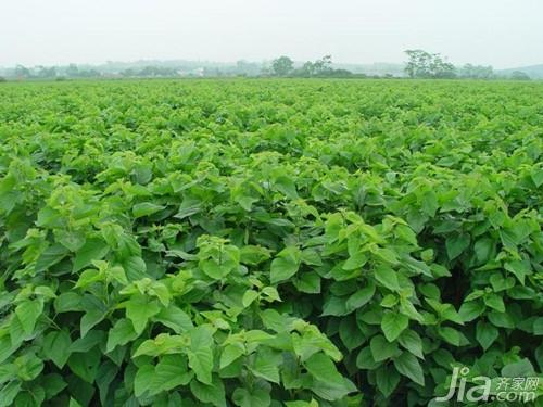 桑树种植方法桑树图片欣赏