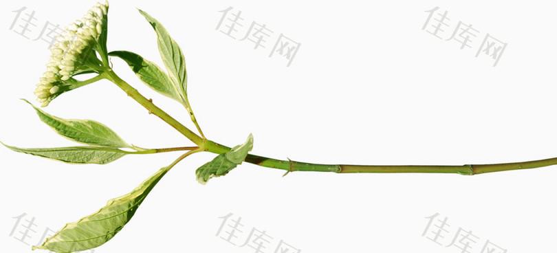 细枝素材