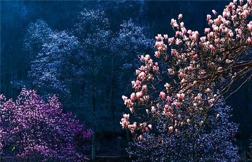 芳树无人花自落,春山一路鸟空啼.