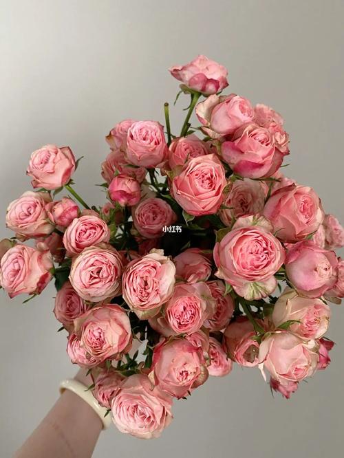 鲜花分享-佳娜泡泡玫瑰_鲜花_鲜花分享_家居家装_家居装饰_花艺