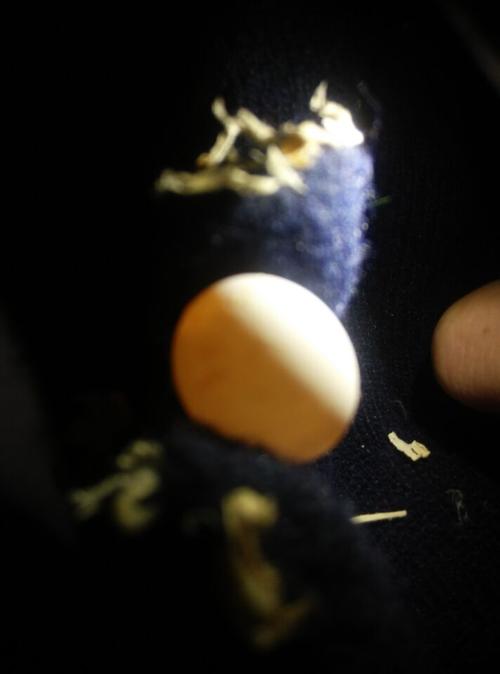 大神们,看看一下这个虎皮鹦鹉蛋是不是受精蛋,今天刚下的,拜托拜托看