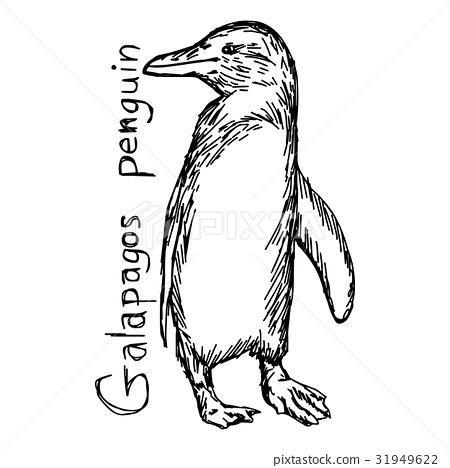 图库插图: galapagos penguin - vector illustration sketch