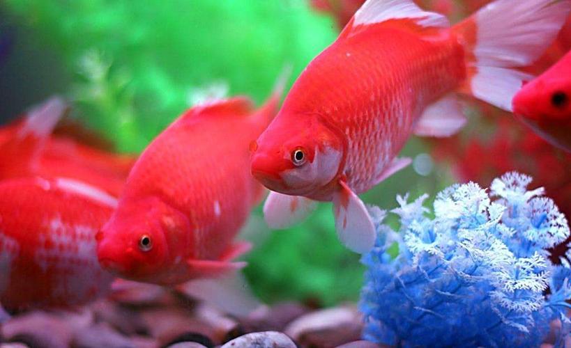  p>红珍珠全身鲜红色,腹圆似皮球,头尖,各鳍鲜红色.