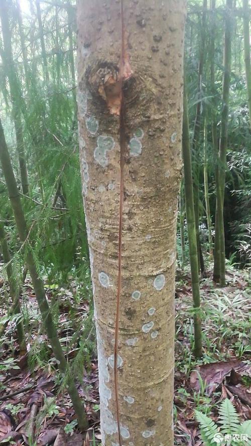 [厚朴批发] 厚朴价格4元/斤 - 惠农网