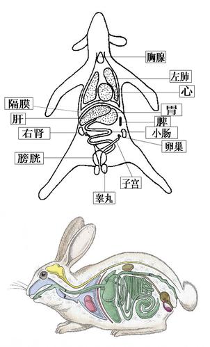 求兔子解剖图
