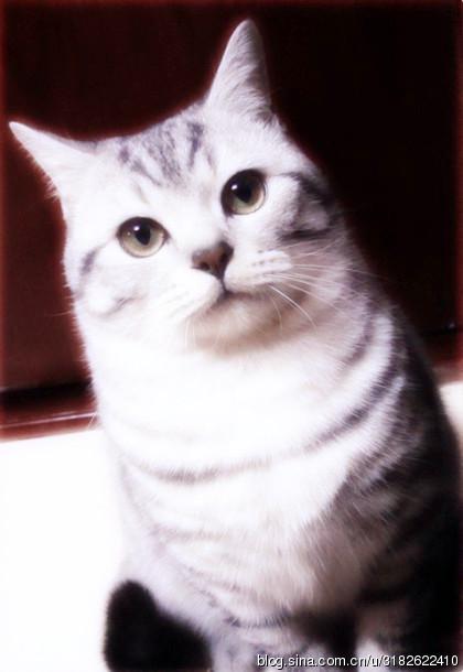 姓名:大志性别:男(曾经)品种:苏格兰折耳(美系标准纹)性格:温厚纯良