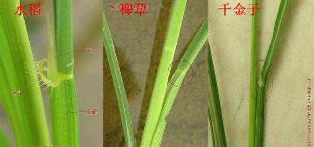 稗草的生理特征和防治方法