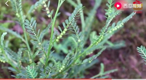 疳积草(阴阳草)的功效与作用