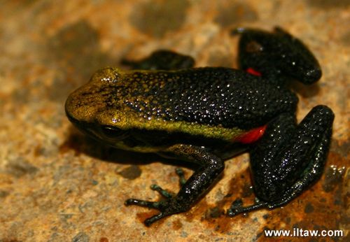 秘鲁箭毒蛙oxapampa poison frog