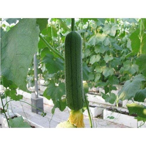 我要发芽 蔬菜种子 短棒丝瓜 耐热抗病菜瓜 肉厚细腻清香 10粒/包