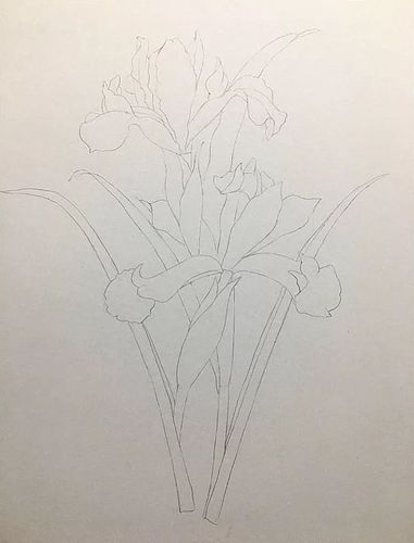 教程| 蓝色鸢尾花彩铅手绘详细教程,教你画一朵优雅浪漫的鸢尾花