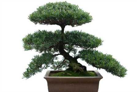 罗汉松种在家里禁忌没有玄关不能种植独立的房子不能种植