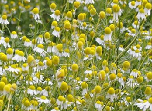 批发泡茶菊花种子 洋甘菊基 观赏多用途菊花